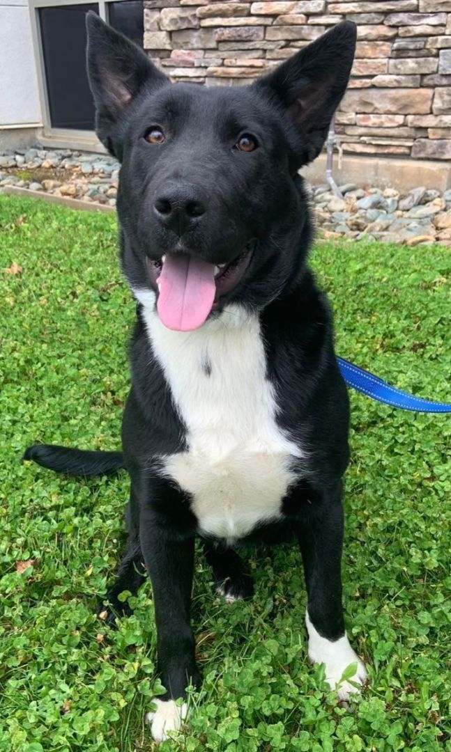 Keno, a Adopted mixed breed in Cottonwood, CA image 5/12