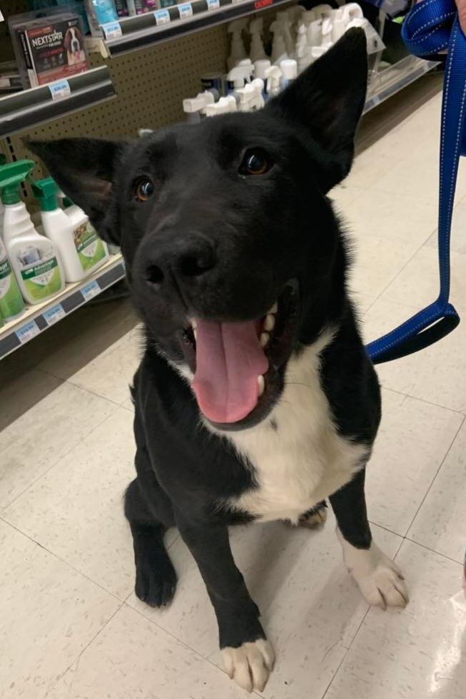 Keno, a Adopted mixed breed in Cottonwood, CA image 6/12
