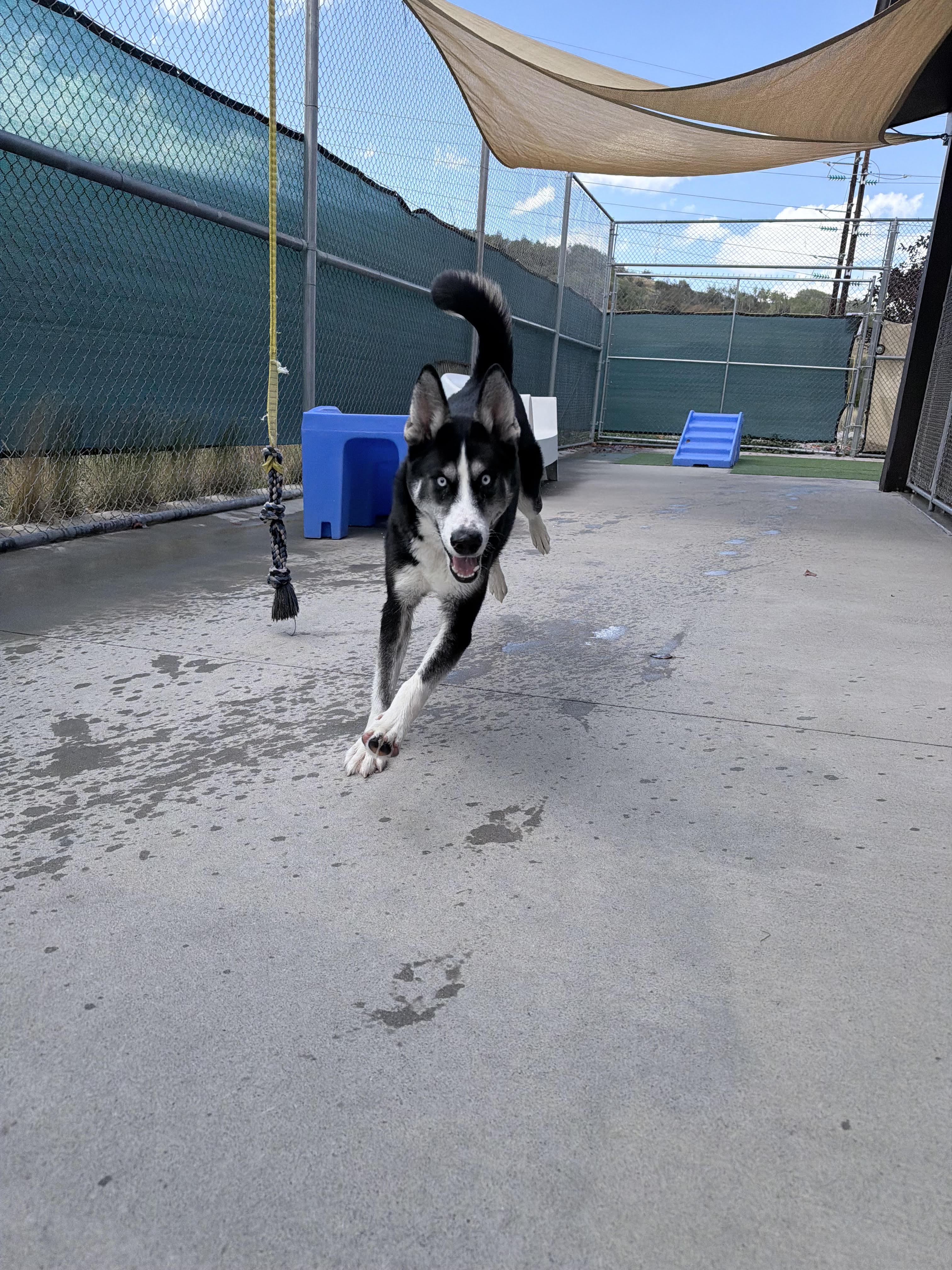 Enlarge Kodiak, a Adoptable Husky in Steamboat Springs, CO image 1/1