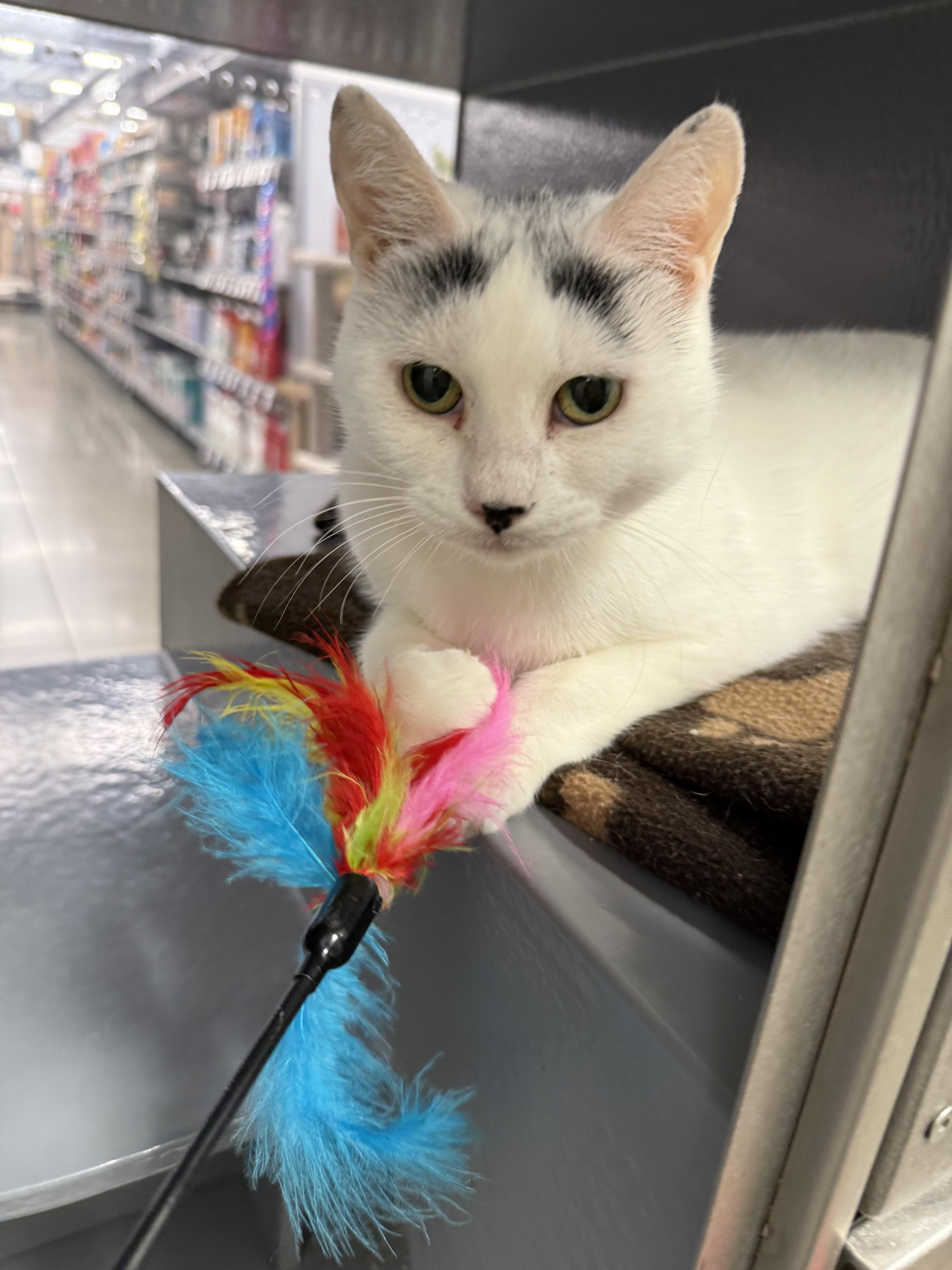 Blanche, a Adoptable Domestic Short Hair in Blue Springs, MO image 1/5