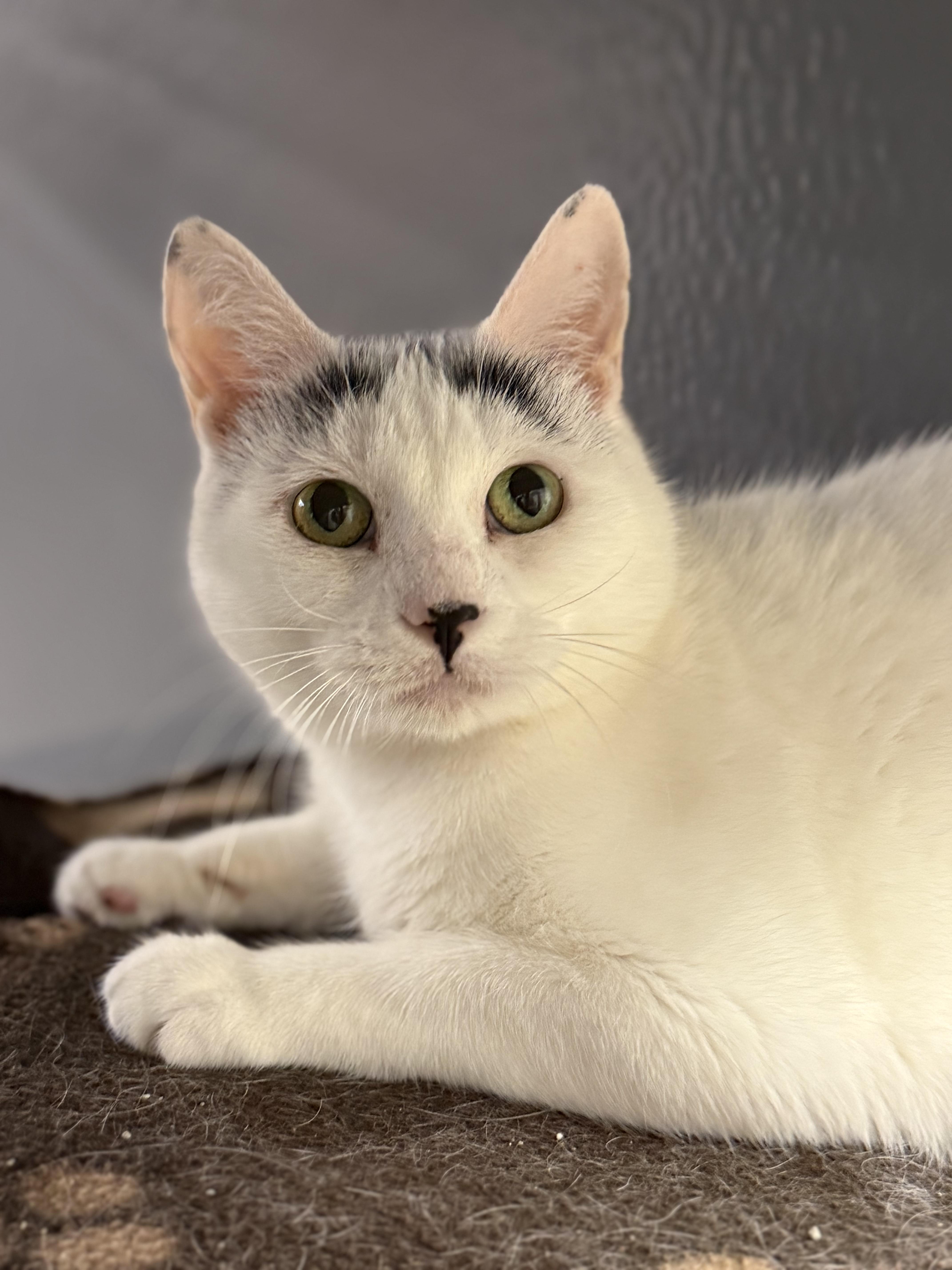 Blanche, a Adoptable Domestic Short Hair in Blue Springs, MO image 2/5