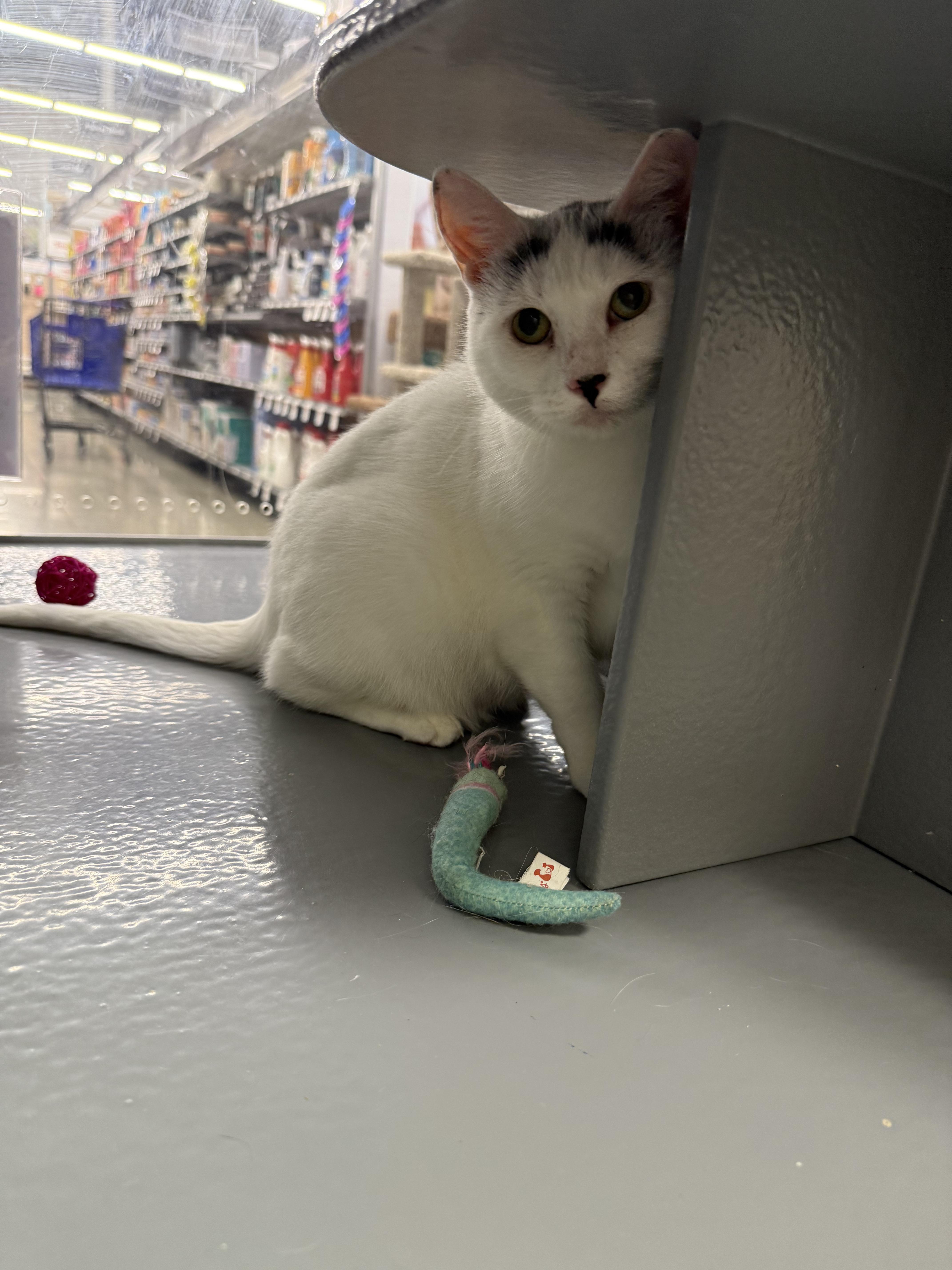 Blanche, a Adoptable Domestic Short Hair in Blue Springs, MO image 4/5