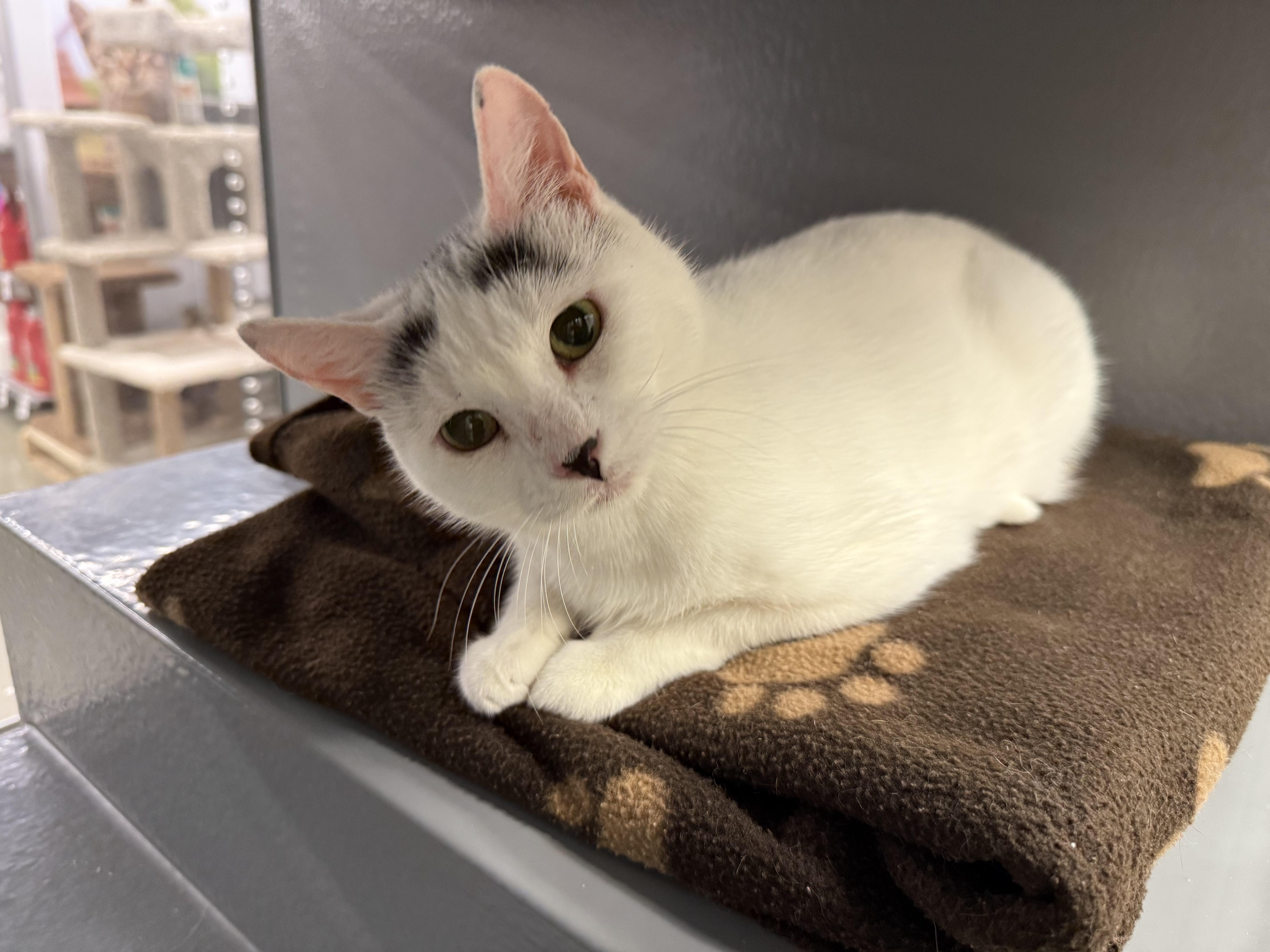 Blanche, a Adoptable Domestic Short Hair in Blue Springs, MO image 3/5