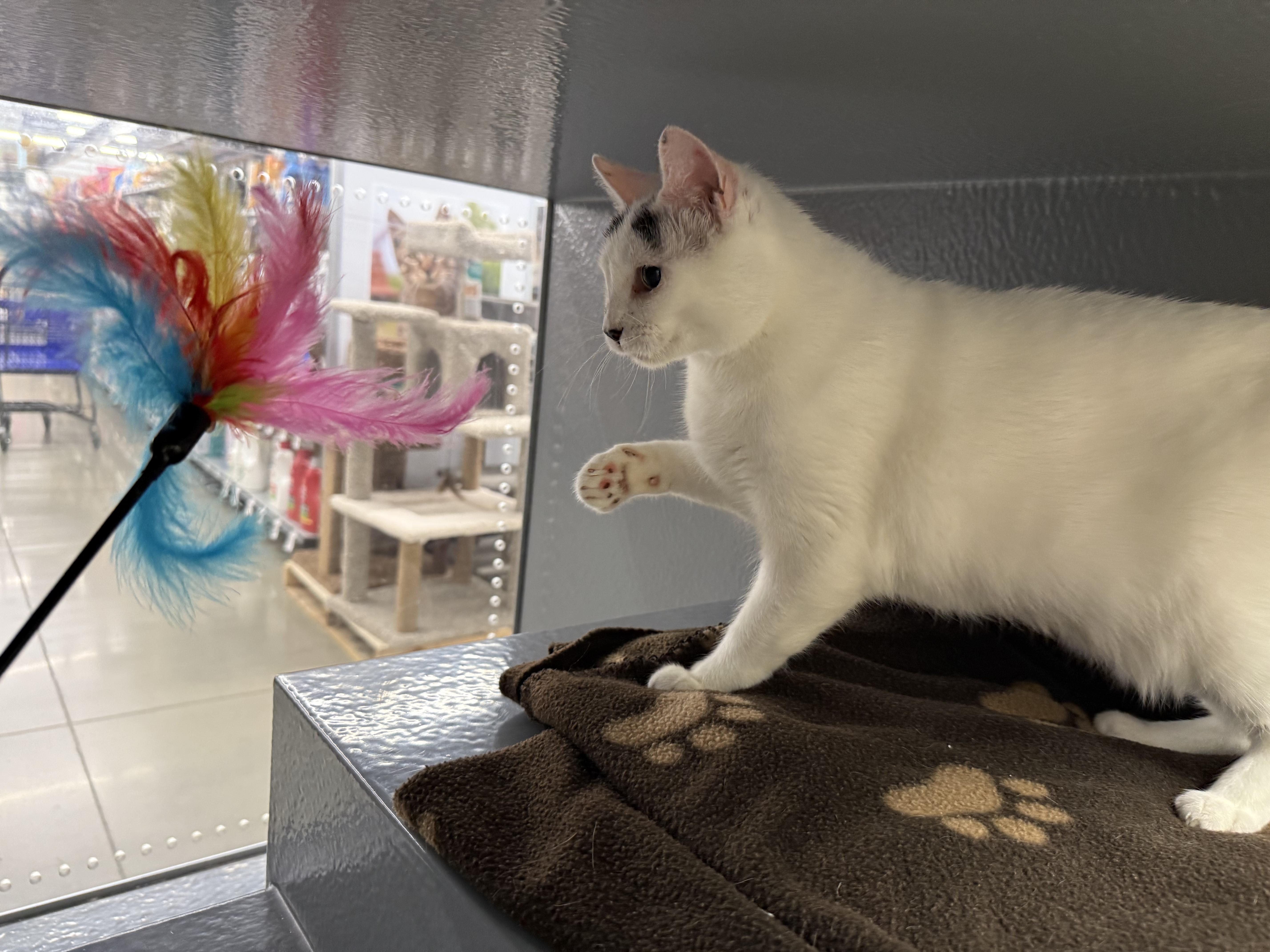 Blanche, a Adoptable Domestic Short Hair in Blue Springs, MO image 5/5