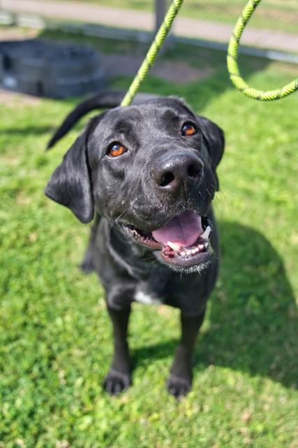 NEVILLE LONGBOTTOM, Adoptable, Adult Male Labrador Retriever & Mixed Breed.