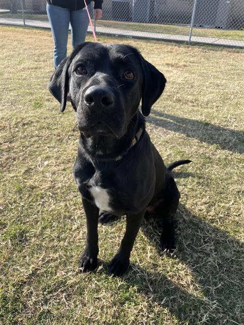 NEVILLE LONGBOTTOM, Adoptable, Adult Male Labrador Retriever & Mixed Breed.