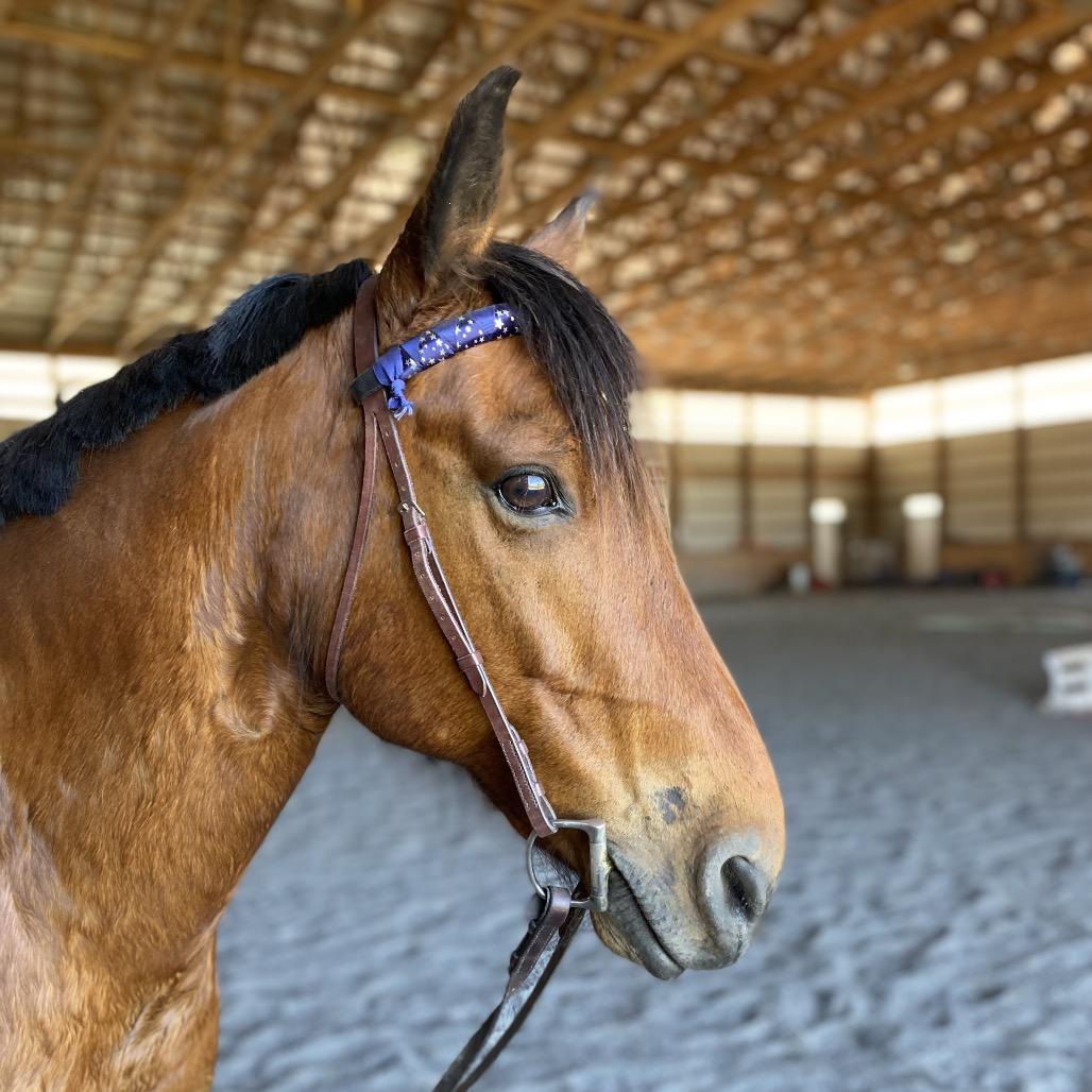 Enlarge Udon, a Adoptable Quarterhorse in Quakertown, PA image 1/6