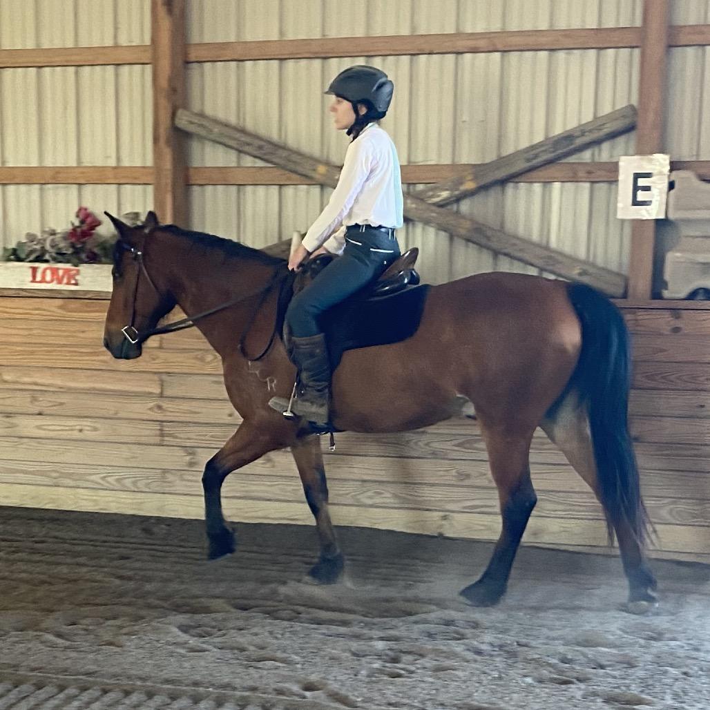 Enlarge Udon, a Adoptable Quarterhorse in Quakertown, PA image 3/6