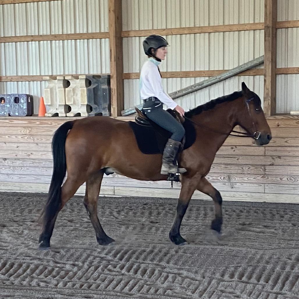Enlarge Udon, a Adoptable Quarterhorse in Quakertown, PA image 5/6