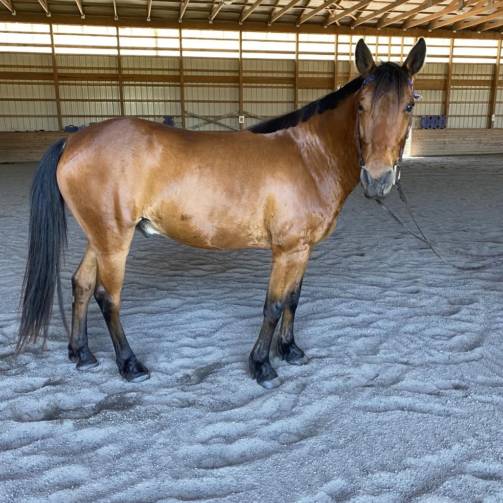 Enlarge Udon, a Adoptable Quarterhorse in Quakertown, PA image 6/6