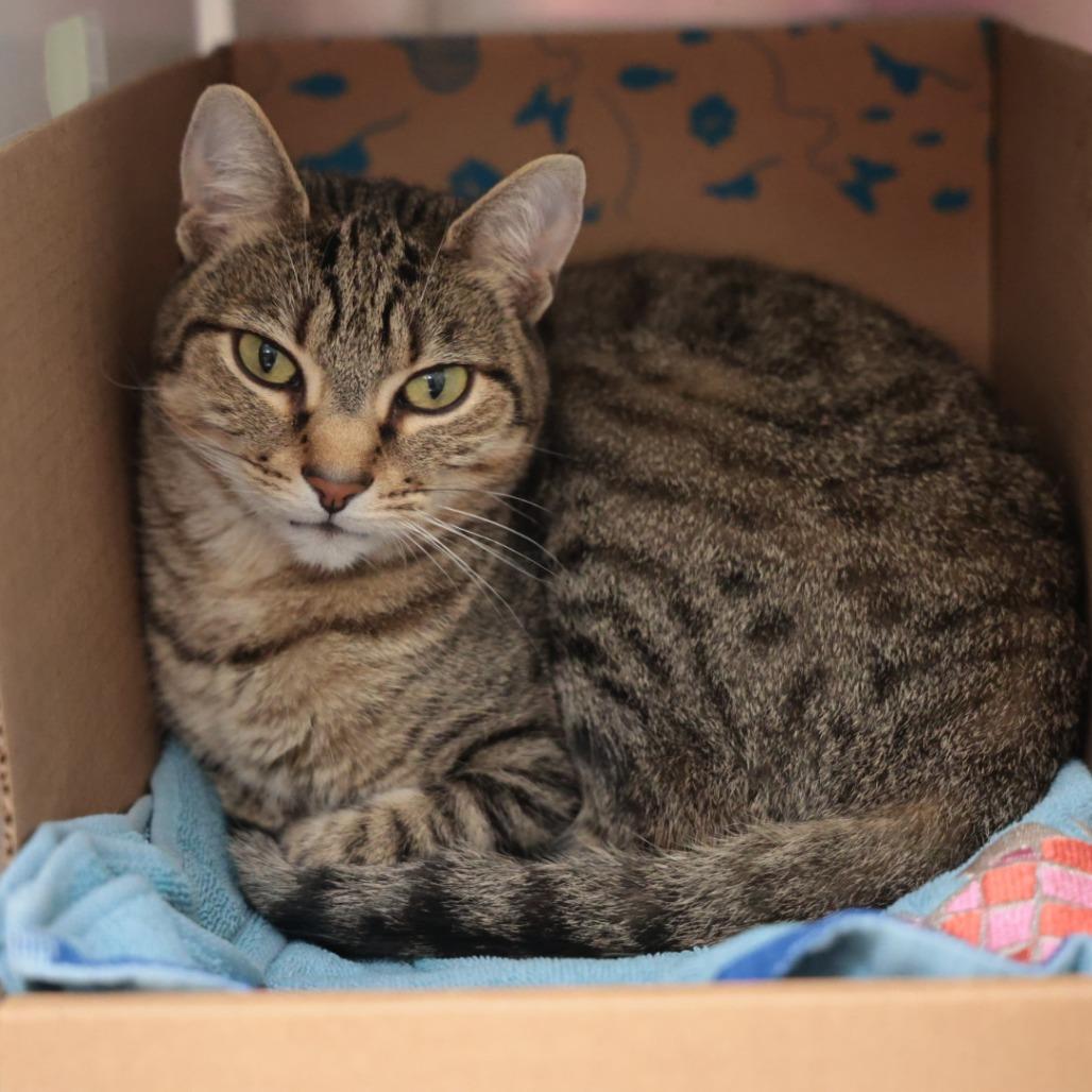 Bobbi, Adoptable, Adult Female Domestic Short Hair.