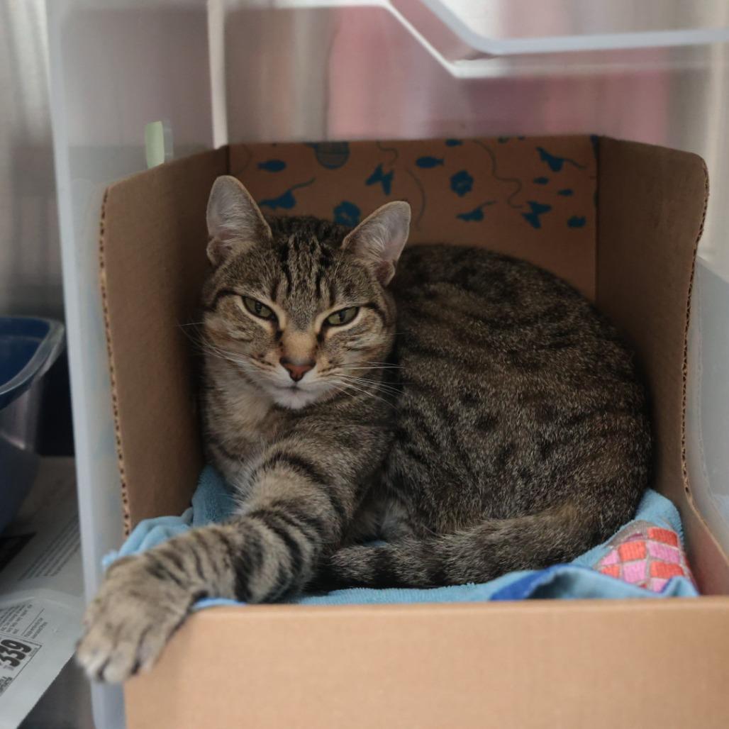 Enlarge Bobbi, a Adoptable mixed breed in Santa Barbara, CA image 2/2