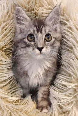 Juniper A, adopted, Kitten Female Domestic Medium Hair.