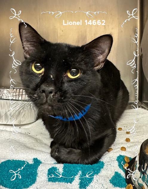 LIONEL, Adoptable, Young Male Domestic Short Hair.