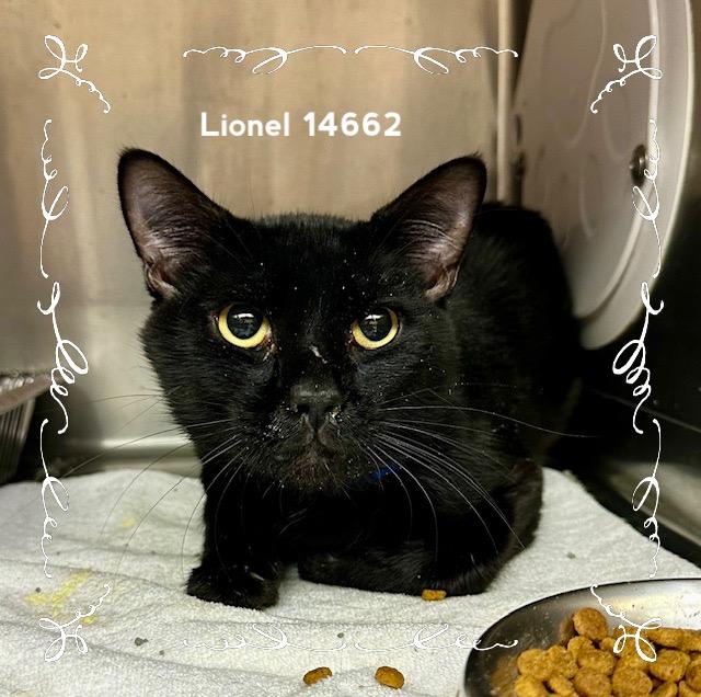 Enlarge LIONEL, a Adoptable Domestic Short Hair in Marietta, GA image 2/3