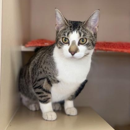Enlarge Lyla, a ADOPTABLE Domestic Short Hair in Quincy, IL image 1/1