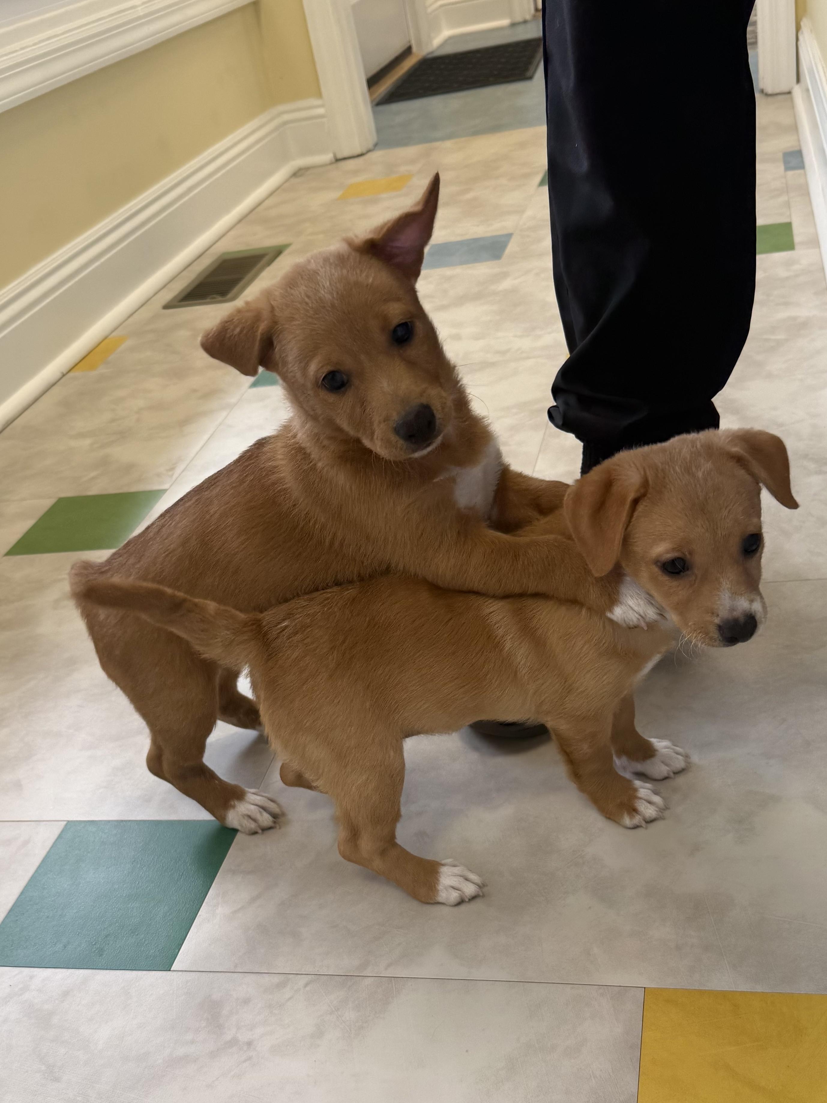 Isabella , ADOPTABLE, Puppy Female Corgi & Terrier.