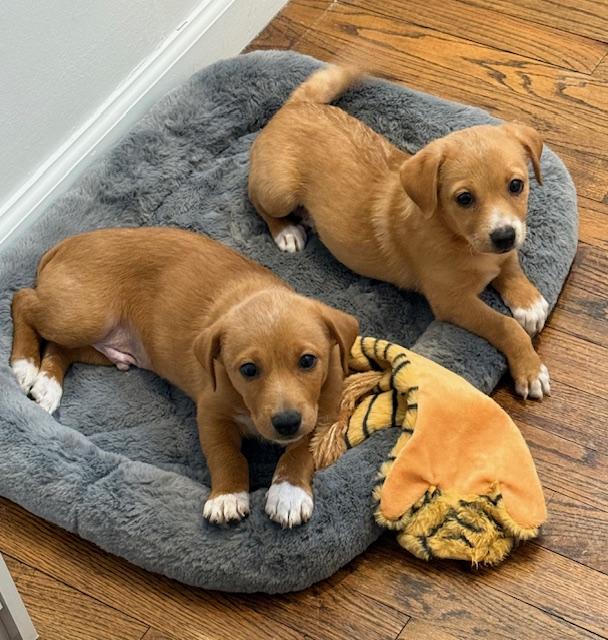 Enlarge Isabella , a ADOPTABLE mixed breed in Ewing, NJ image 3/4