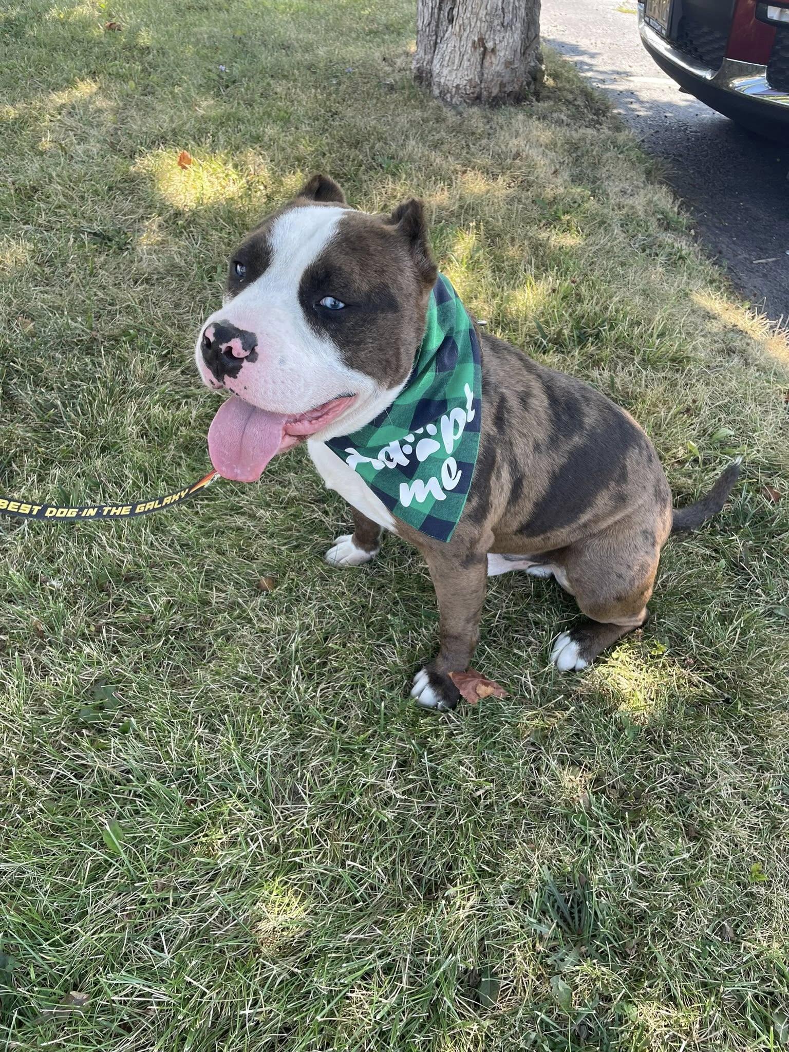 Asher , a Adoptable American Bully in Derby, NY image 3/6