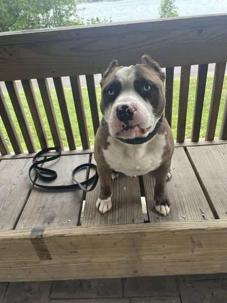 Asher *Im in board and train - Foster or Adopter Needed!!*