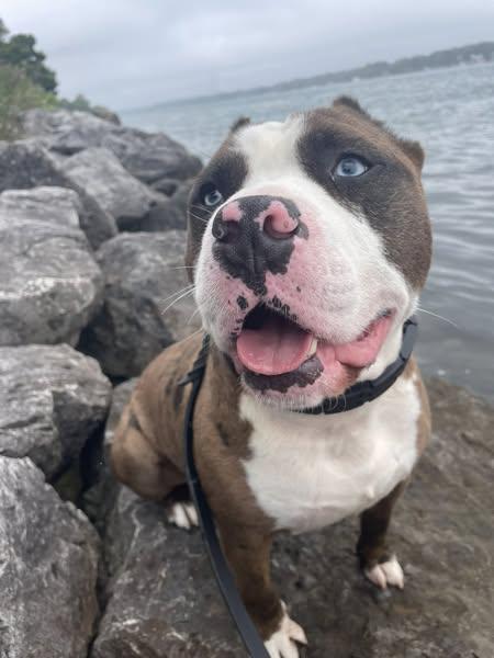 Asher *Im in board and train - Foster or Adopter Needed!!*