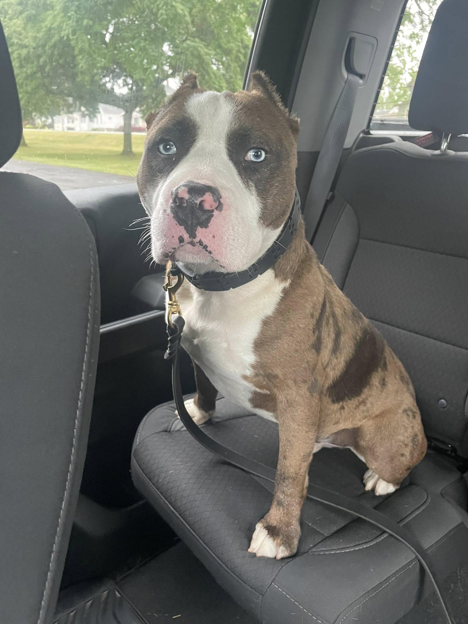 Asher , a Adoptable American Bully in Derby, NY image 5/6