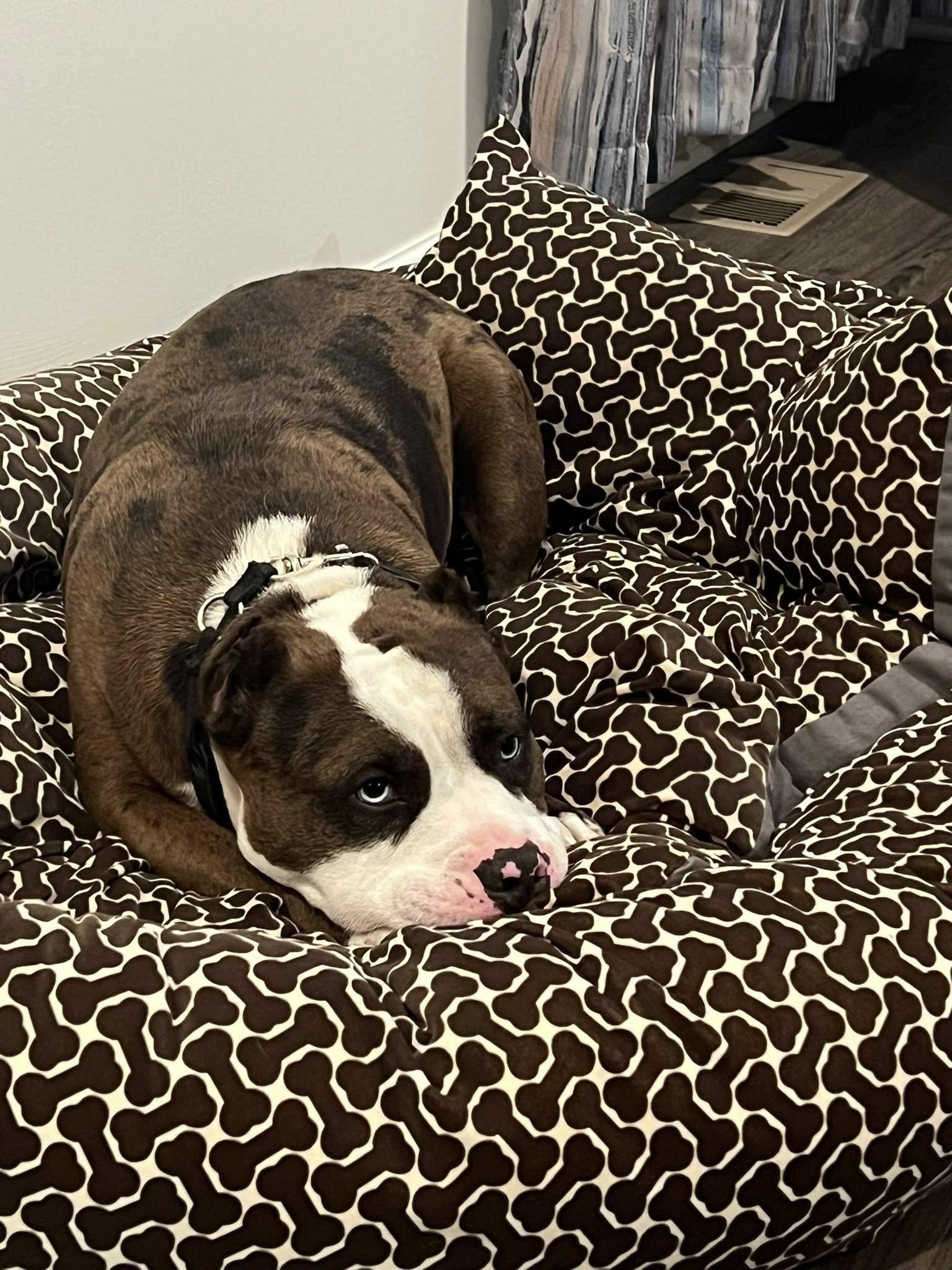 Enlarge Asher , a Adoptable American Bully in Derby, NY image 6/6