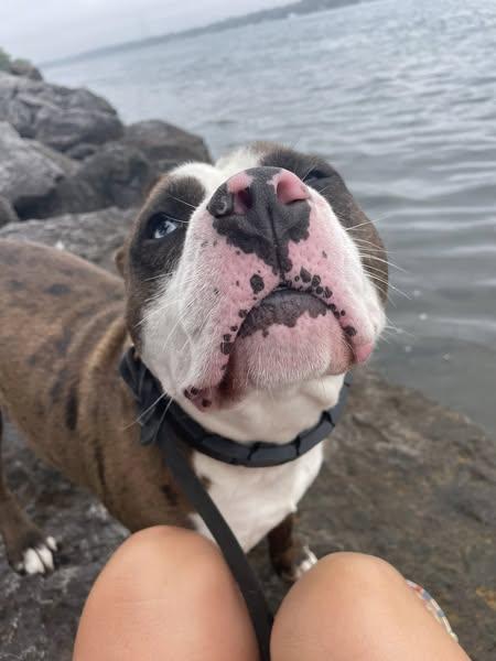 Asher *Im in board and train - Foster or Adopter Needed!!*