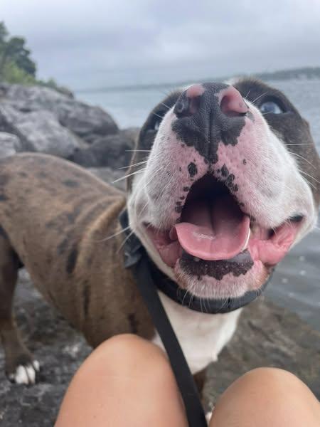 Asher , a Adoptable American Bully in Derby, NY image 6/6