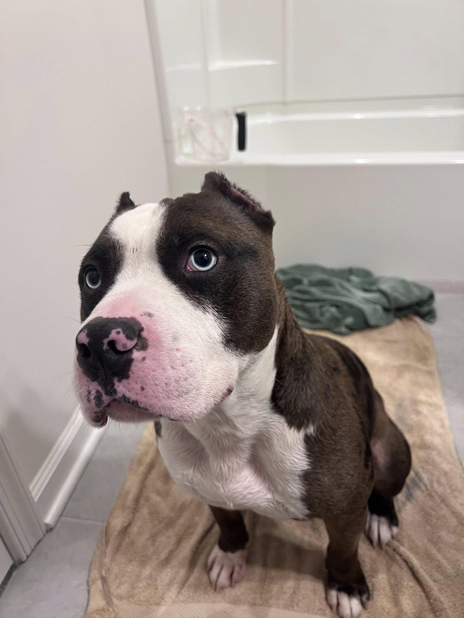 Asher , Adoptable, Adult Male American Bully.