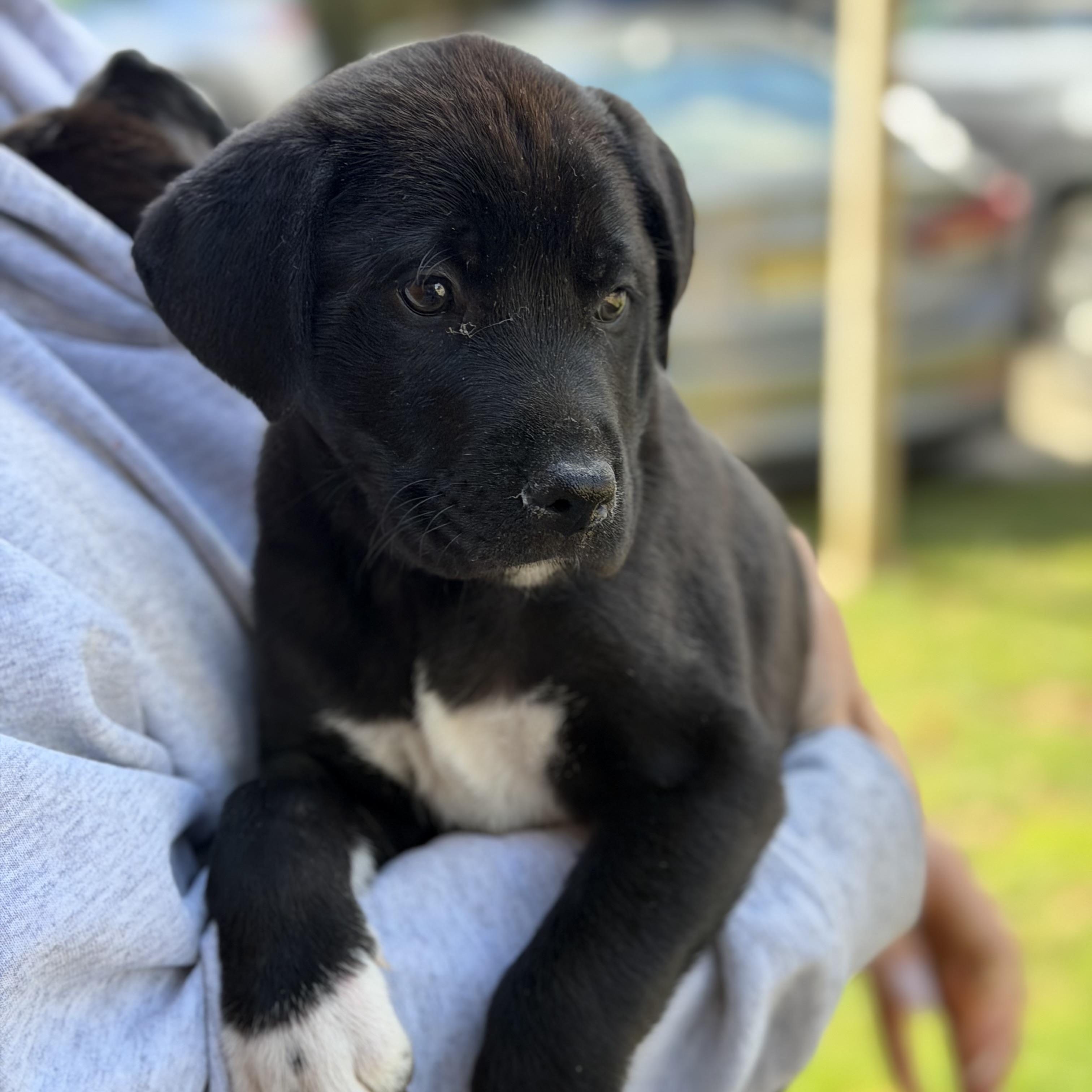 Enlarge Seamus, an adopted mixed breed in Mahwah, NJ image 4/5