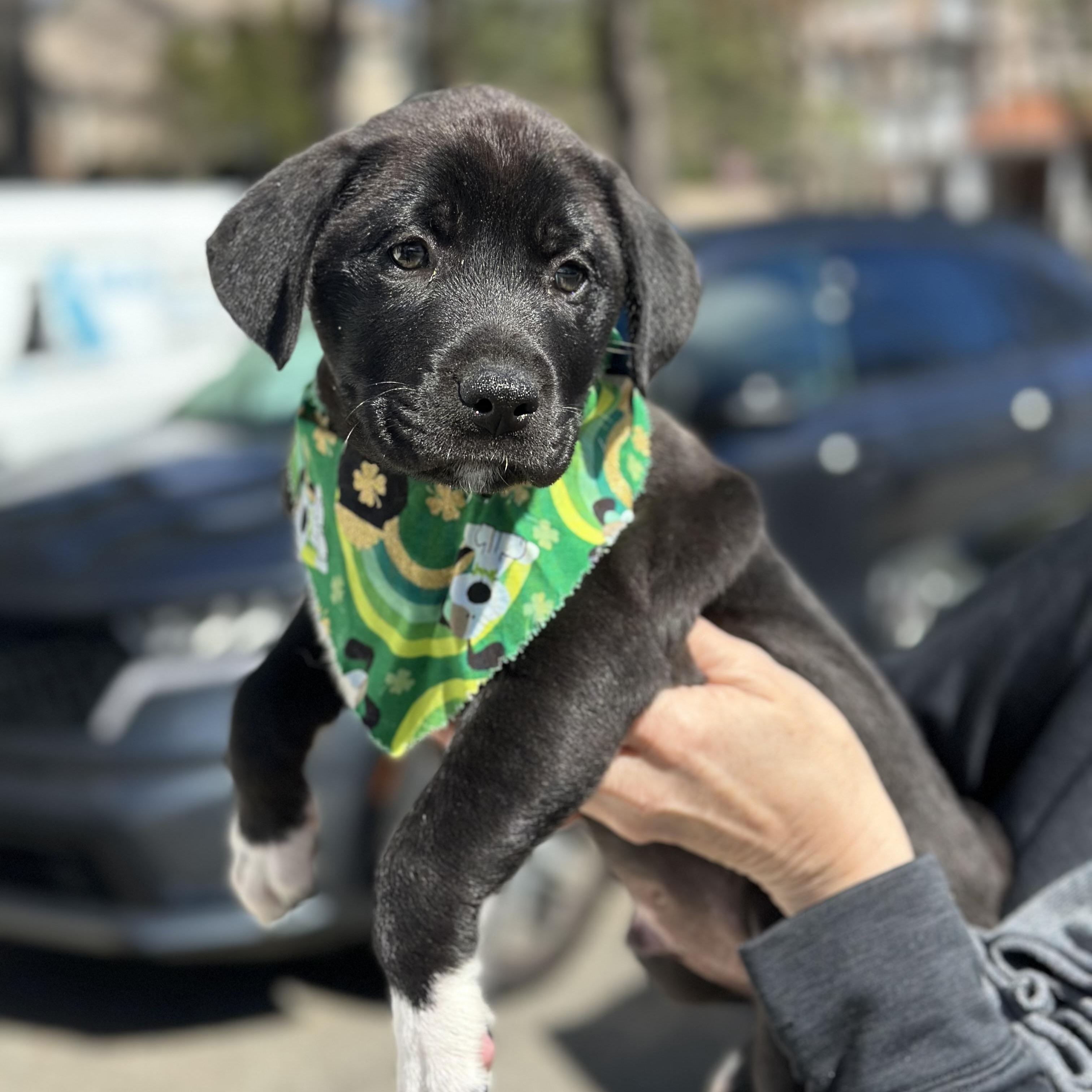 Enlarge Seamus, an adopted mixed breed in Mahwah, NJ image 2/5