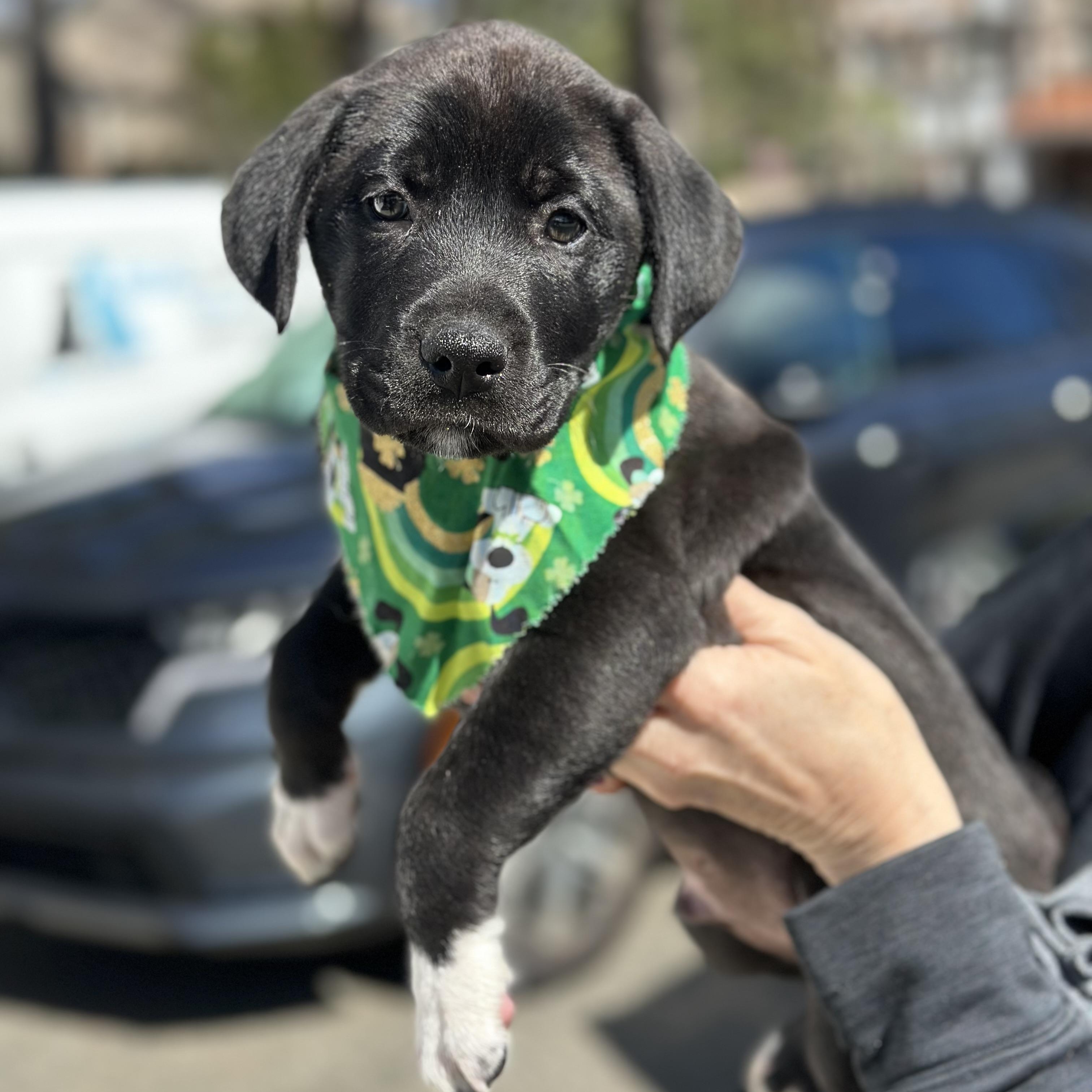Enlarge Seamus, an adopted mixed breed in Mahwah, NJ image 1/5