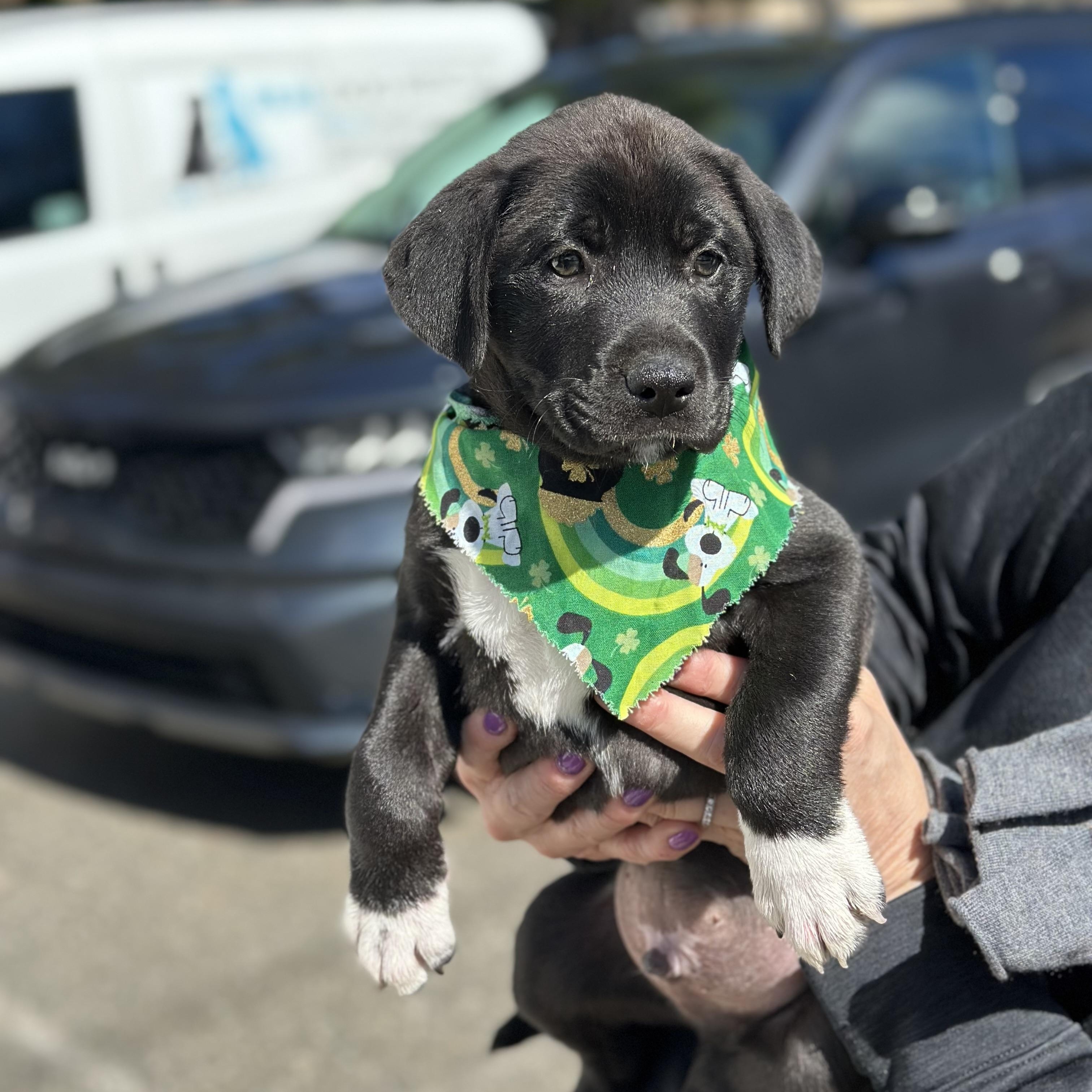 Enlarge Seamus, an adopted mixed breed in Mahwah, NJ image 5/5