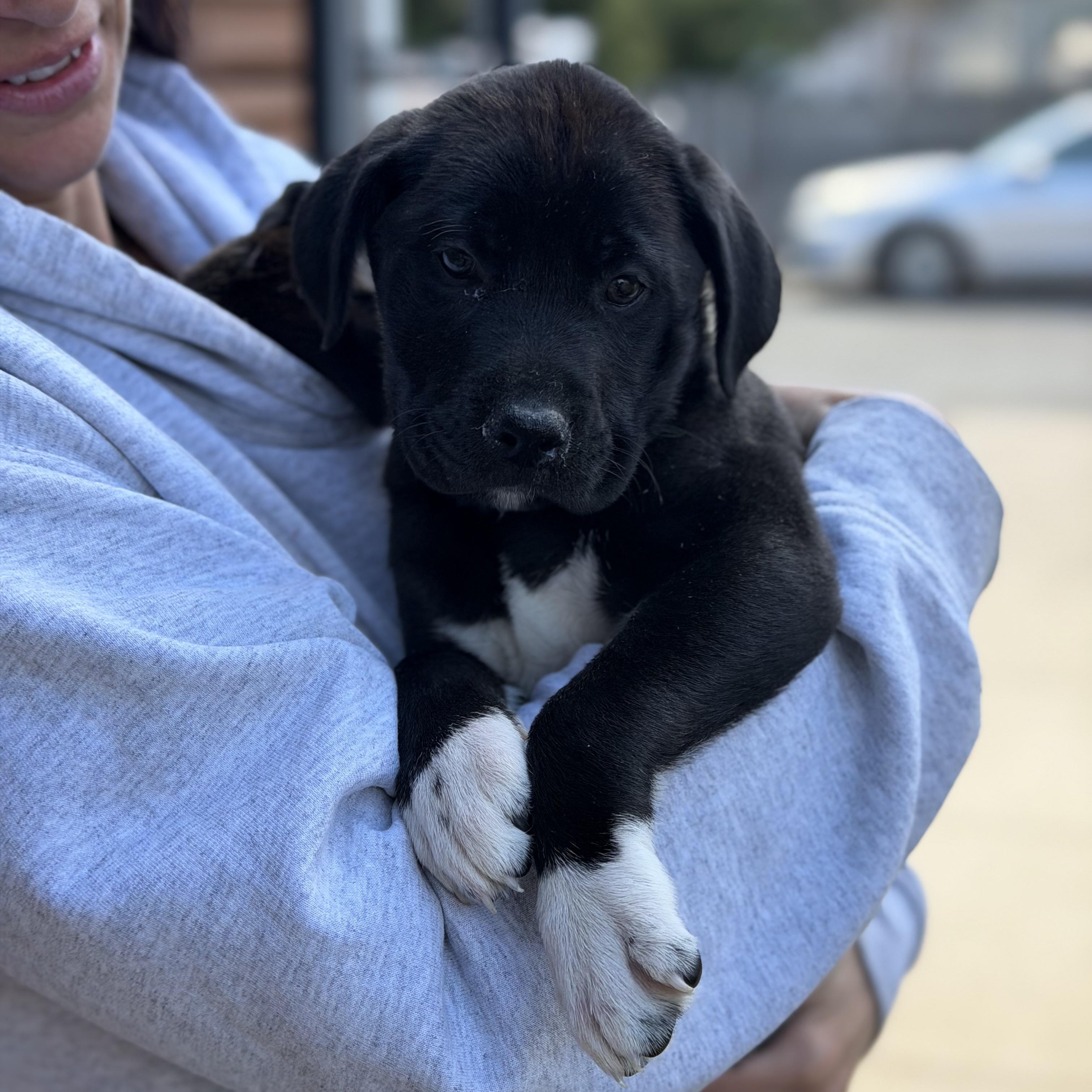 Enlarge Seamus, an adopted mixed breed in Mahwah, NJ image 3/5