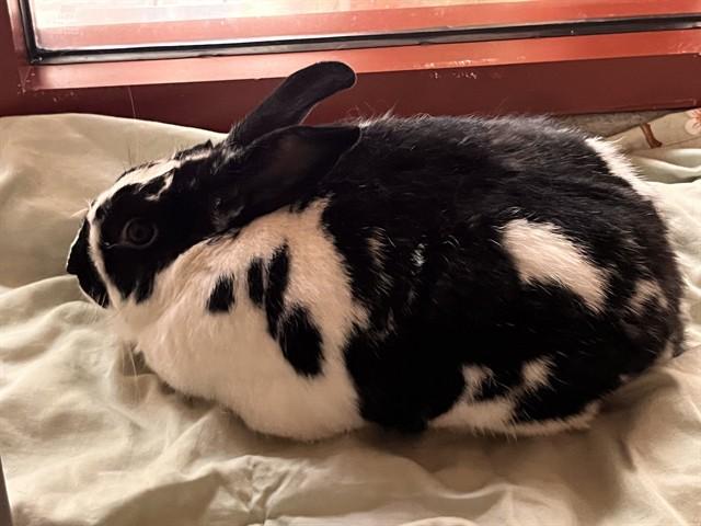 JR, Adoptable, Adult Male Bunny Rabbit & New Zealand.