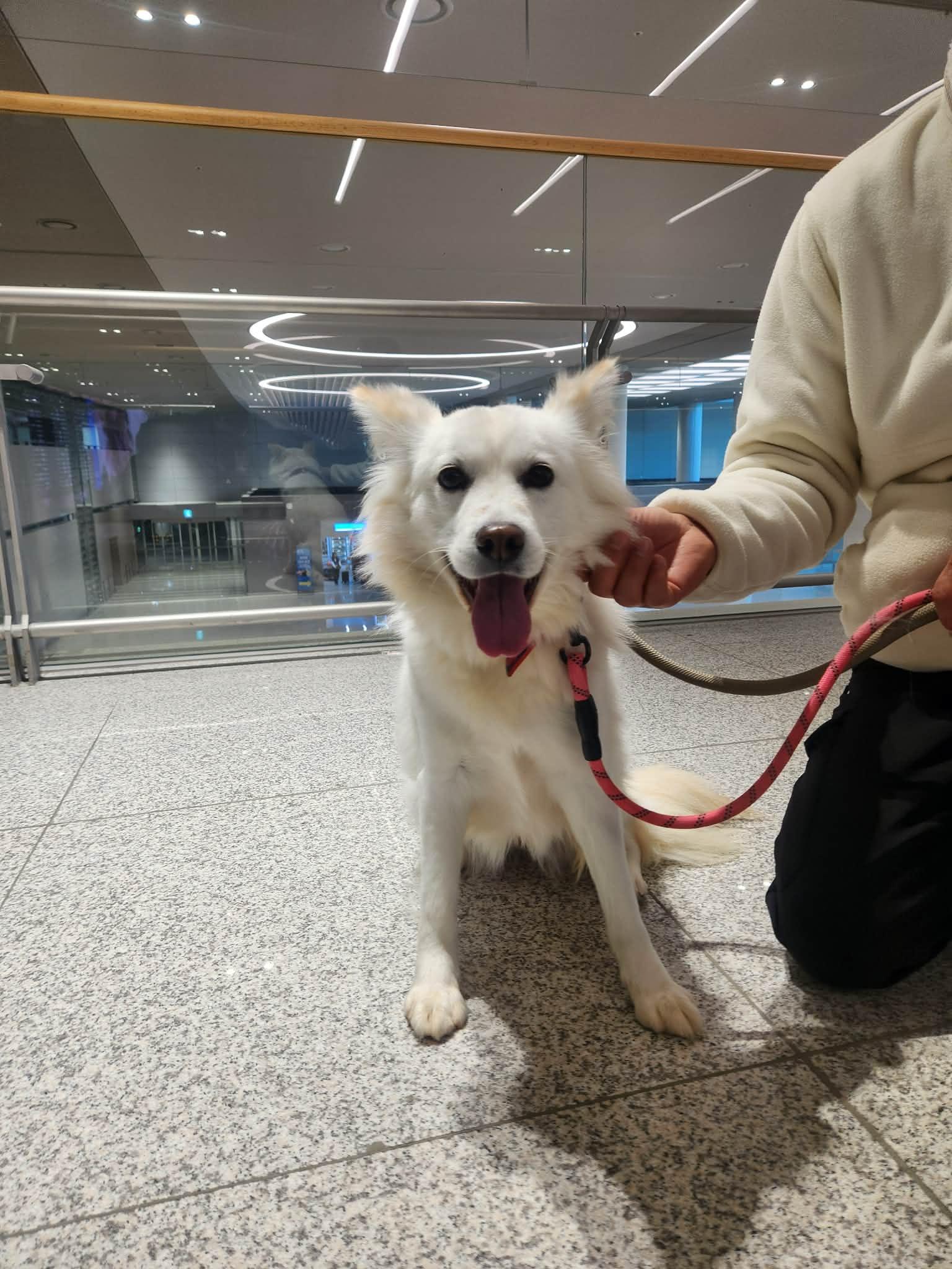 Enlarge SHASHA, a Adopted mixed breed in Agoura Hills, CA image 2/2