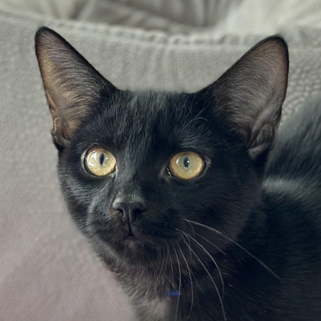 Jaipur, adopted, Kitten Male Domestic Short Hair.