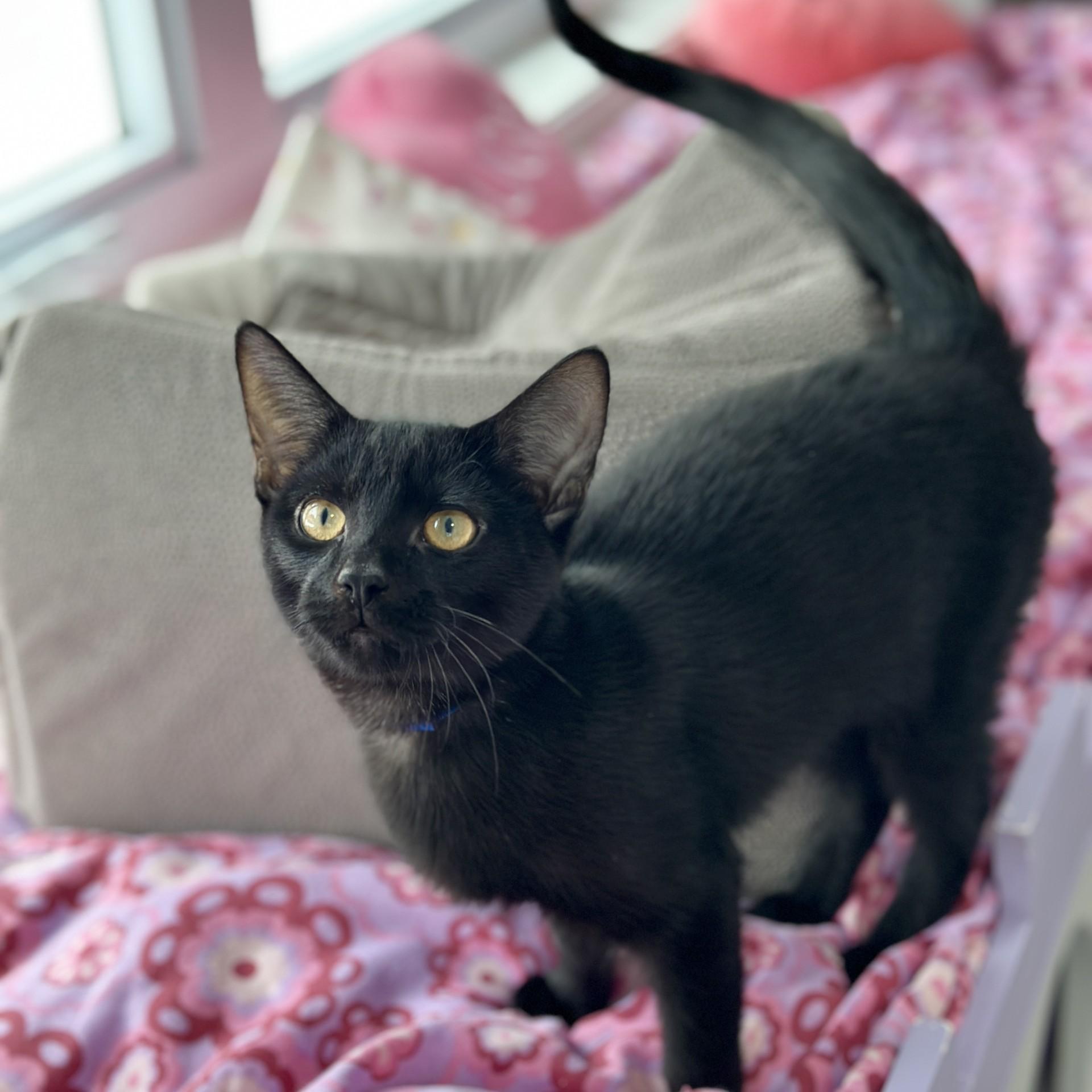 Jaipur, an adopted Domestic Short Hair in Victor, NY image 2/3