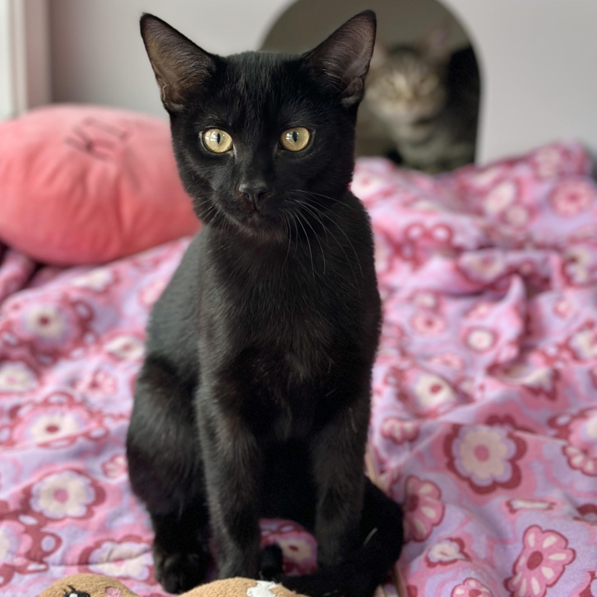 Jaipur, an adopted Domestic Short Hair in Victor, NY image 3/3