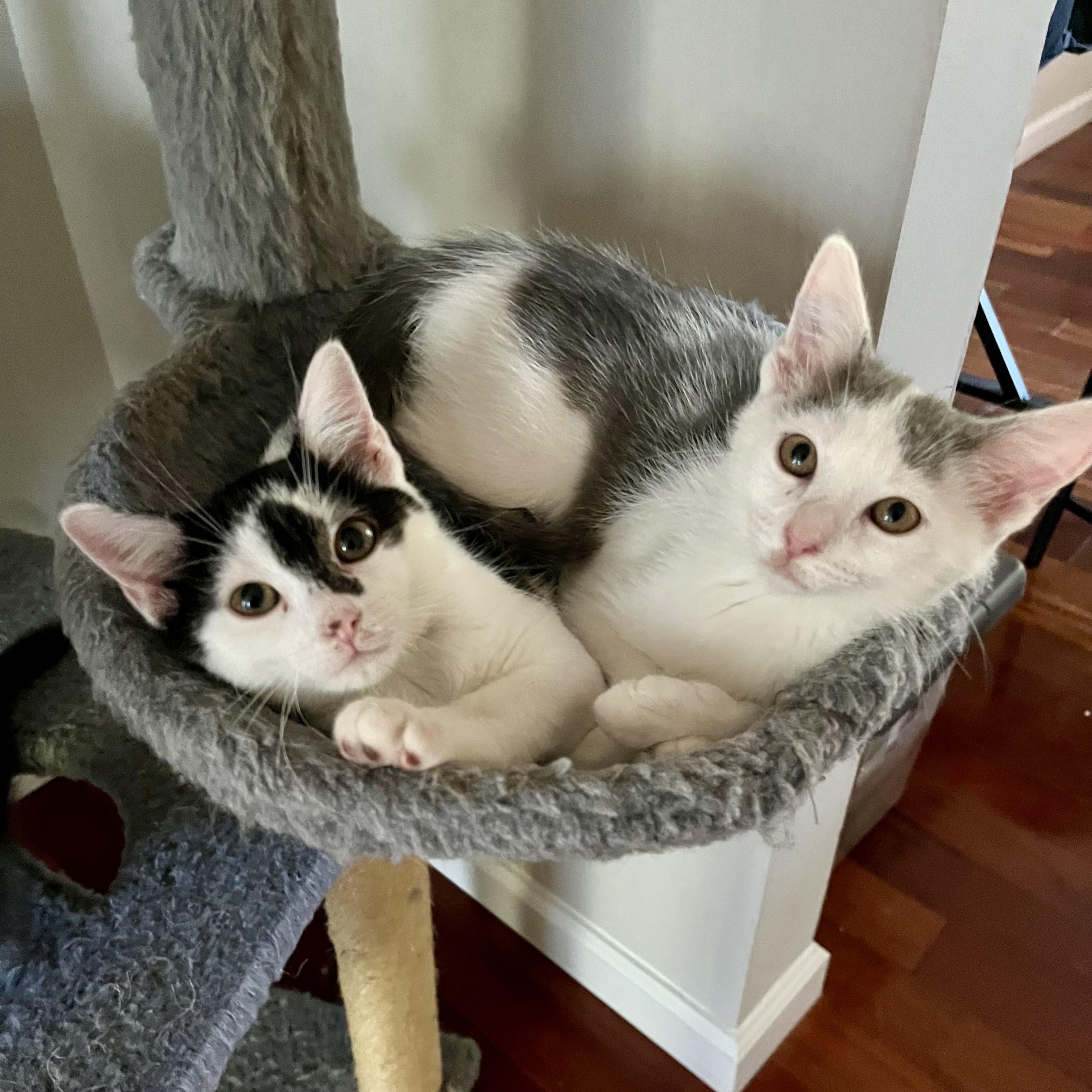 Enlarge Jellicle Moon, a Adoptable Domestic Short Hair in Alexandria, VA image 6/6