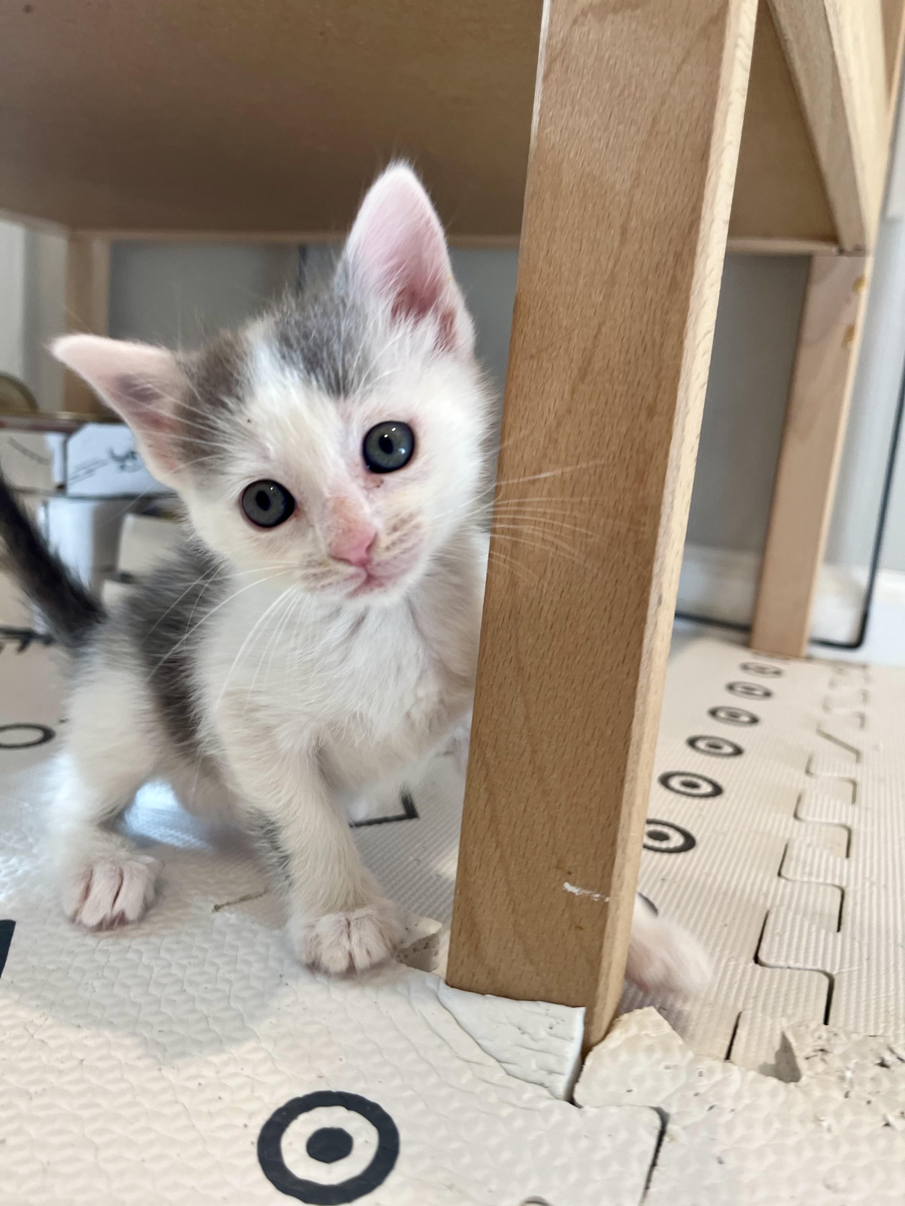 Enlarge Jellicle Moon, a Adoptable Domestic Short Hair in Alexandria, VA image 5/6