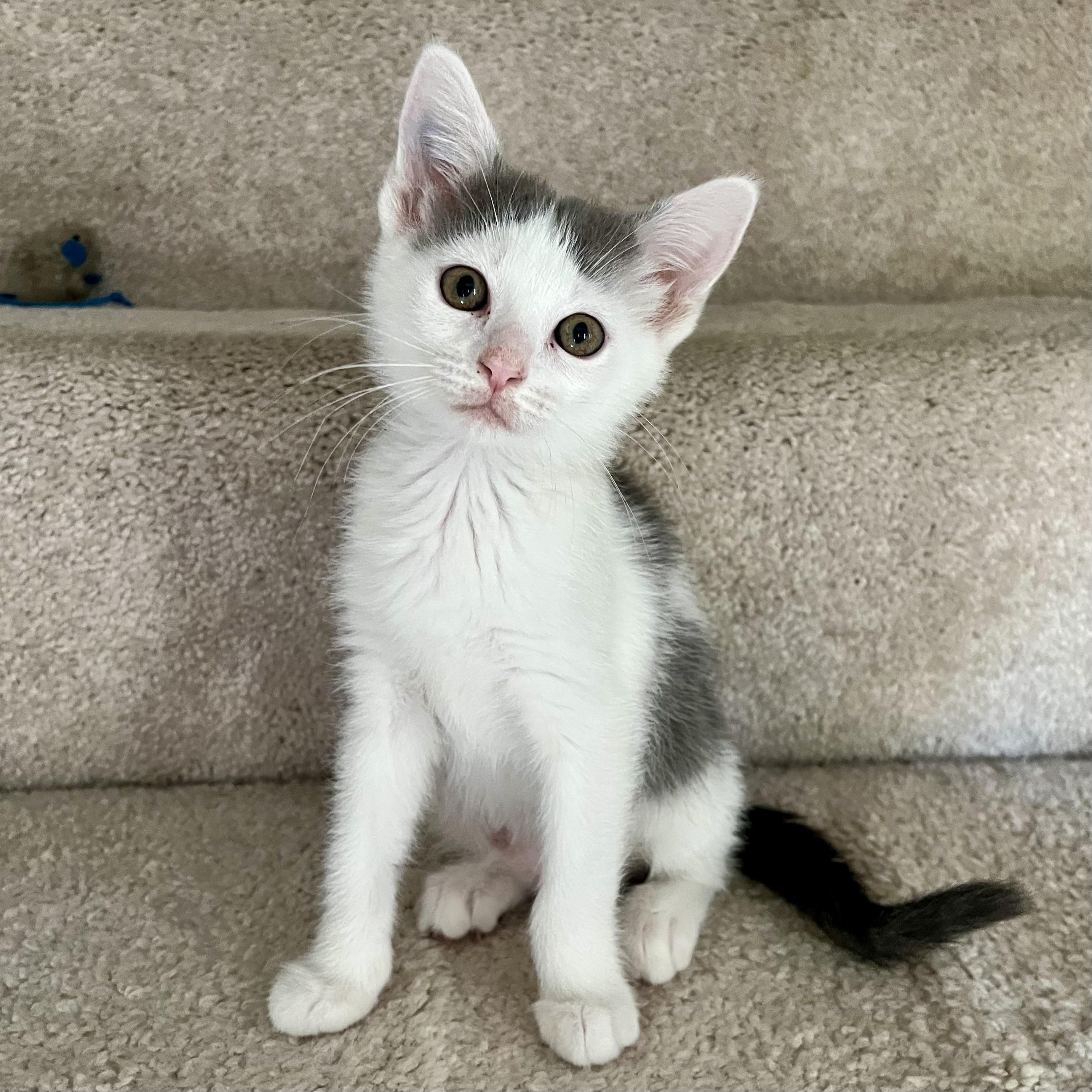 Jellicle Moon, Adoptable, Kitten Female Domestic Short Hair.