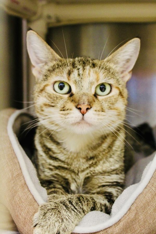 Pleakley, Adoptable, Adult Female Domestic Short Hair.