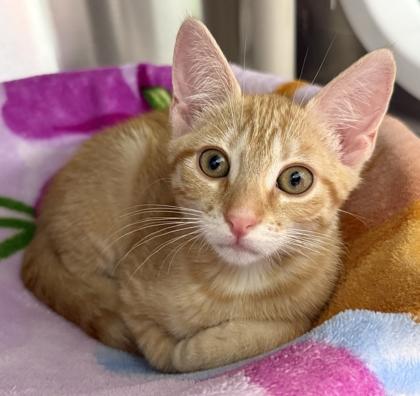 Enlarge Hershey, a Adoptable mixed breed in Venice, FL image 1/3
