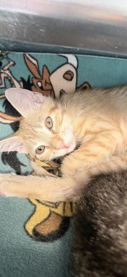 Enlarge Hershey, a Adoptable mixed breed in Venice, FL image 2/3