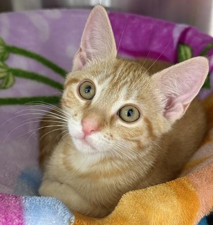 Enlarge Hershey, a Adoptable mixed breed in Venice, FL image 3/3