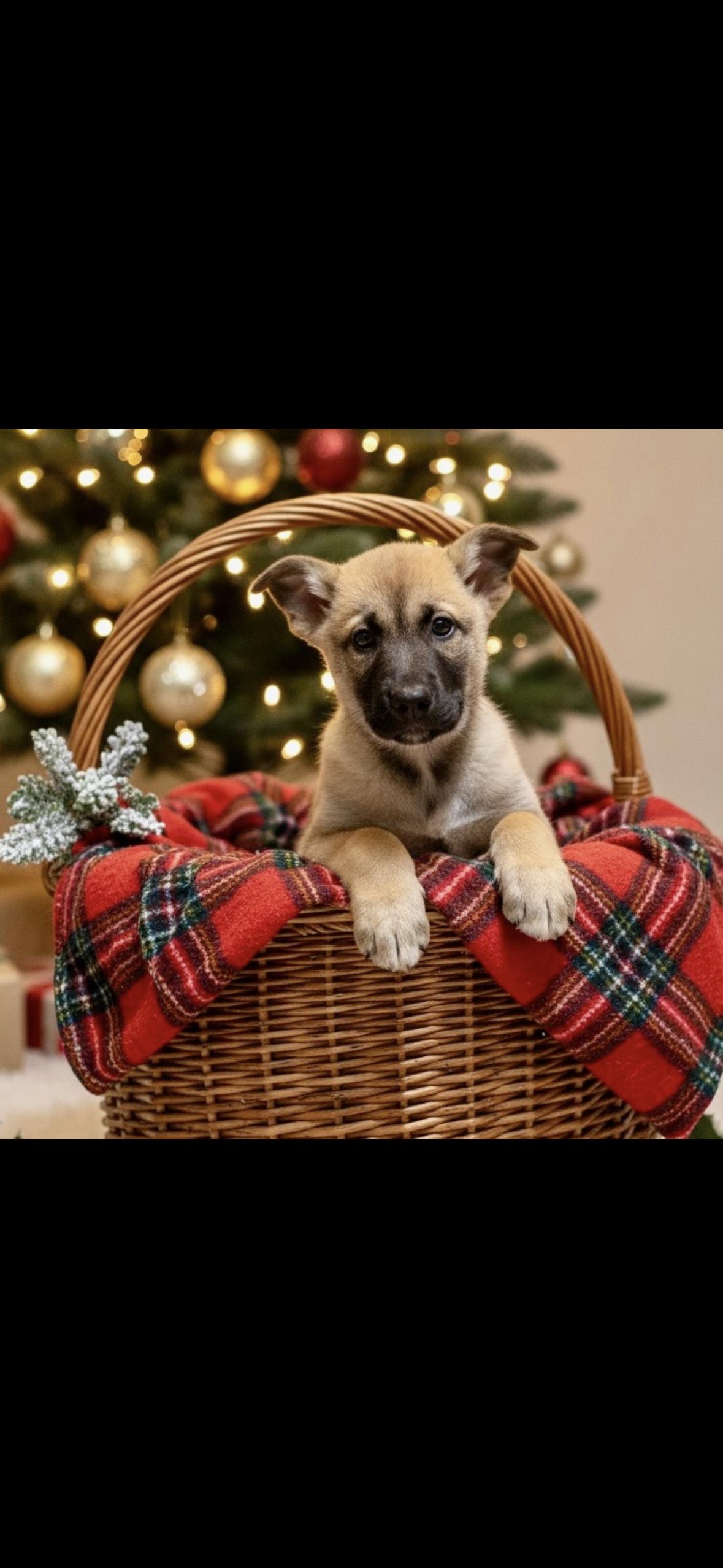 Star, Adoptable, Puppy Male Alaskan Malamute & Husky.