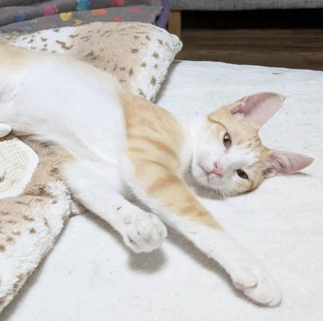 Enlarge BOSTON CREME, an adoption pending Domestic Short Hair in Tillsonburg, ON image 2/3