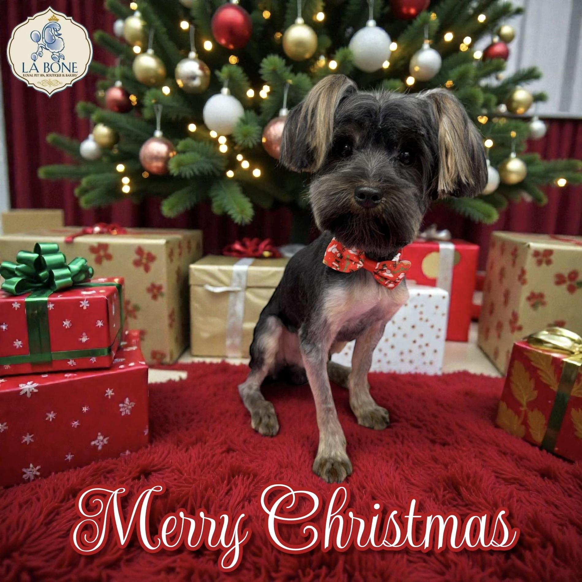 Zeke, ADOPTABLE, Young Male Yorkshire Terrier.